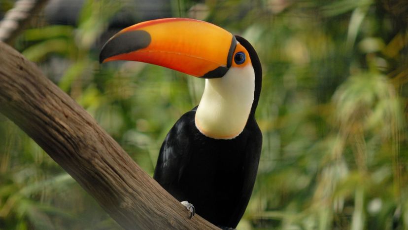 Toco Toucan