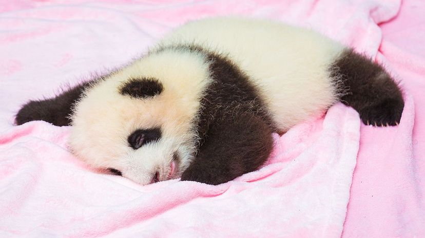 Giant panda