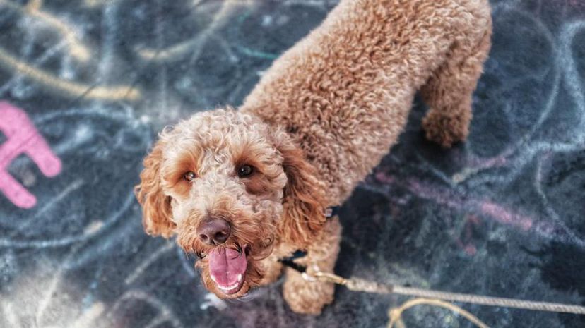 Labradoodle”border=