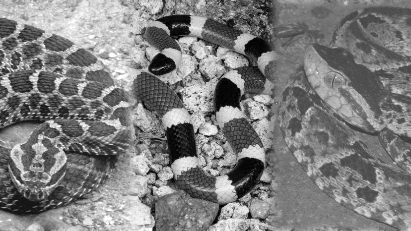 Can You Identify These Venomous Snakes from a Black and White Photo?