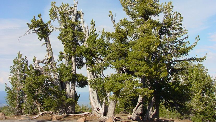 23 Whitebark_pine_group