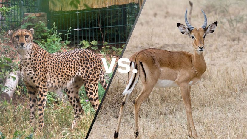 Cheetah vs Gazelle