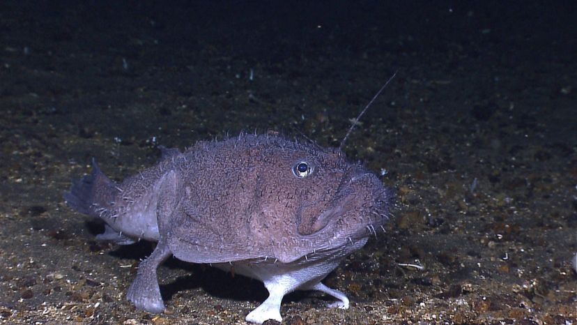 Goosefish