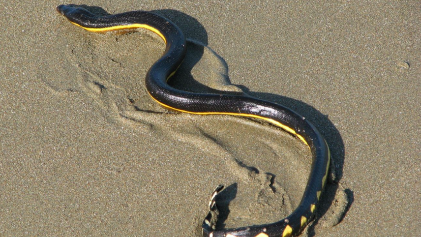 Yellowbelly Sea Snake