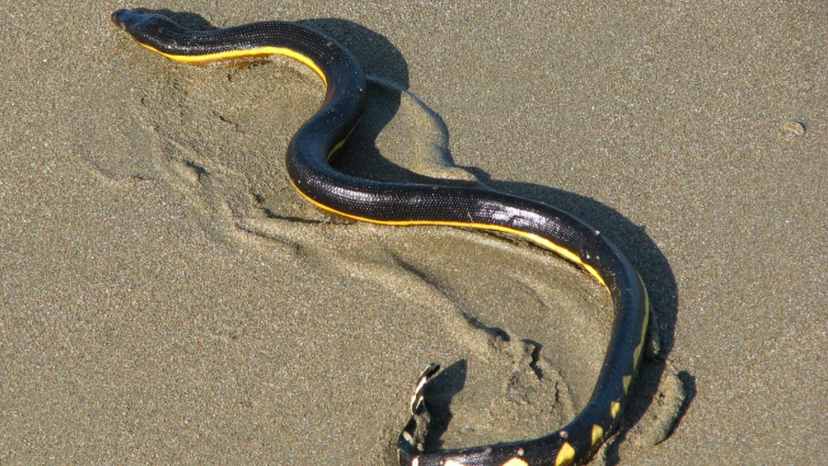 Este quiz de identificação de cobras venenosas é realmente difícil