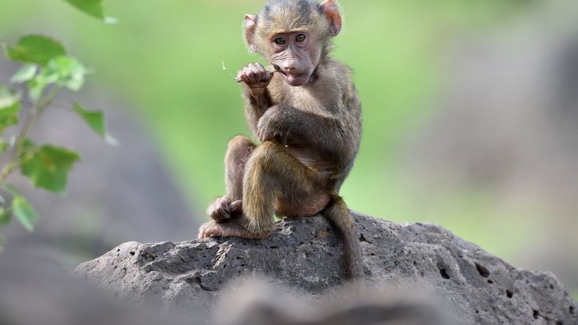 Infant (Baboon)