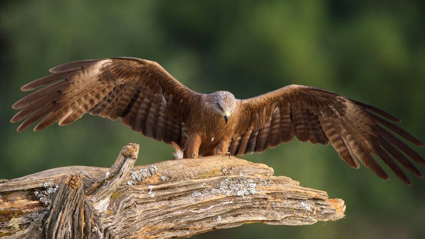 Black Kite