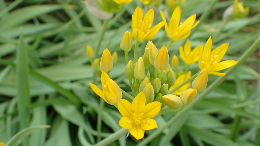 Golden Garlic Allium moly