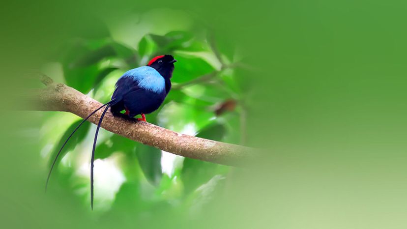 Long-tailed manakin