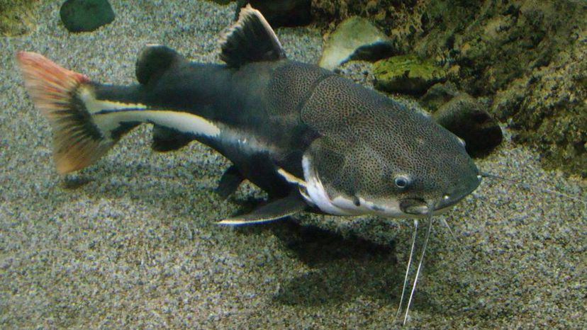 Redtail catfish