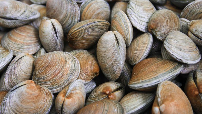 Clams