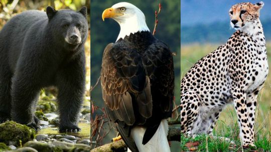 Can You Identify These Deadly Apex Predators?