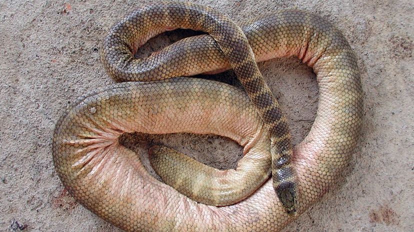 Belchers Sea Snake