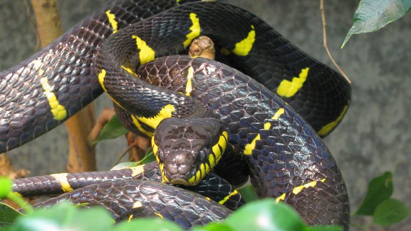 Gold Ringed Cat Snake