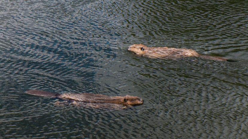 Beavers