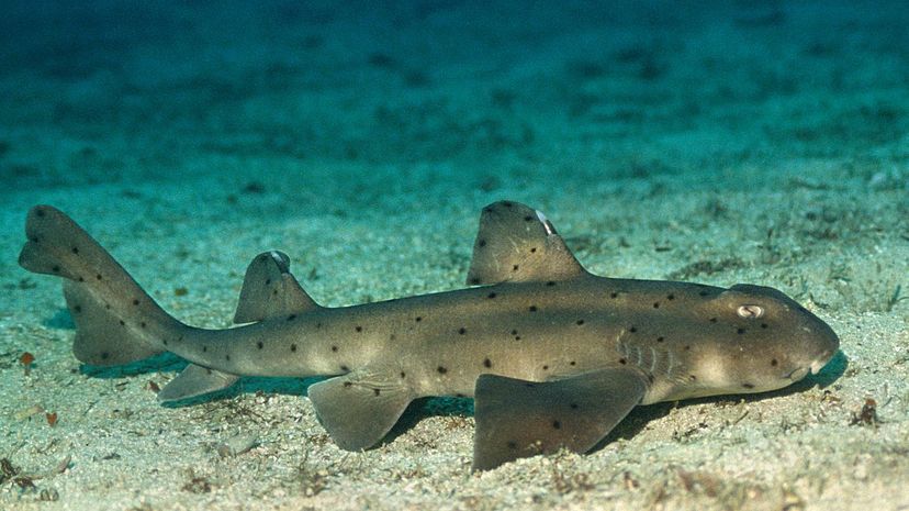 Horn shark