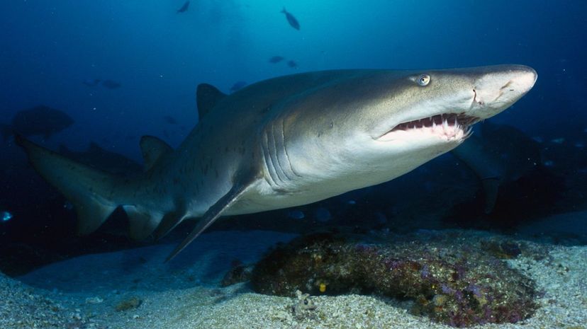 Sand tiger shark