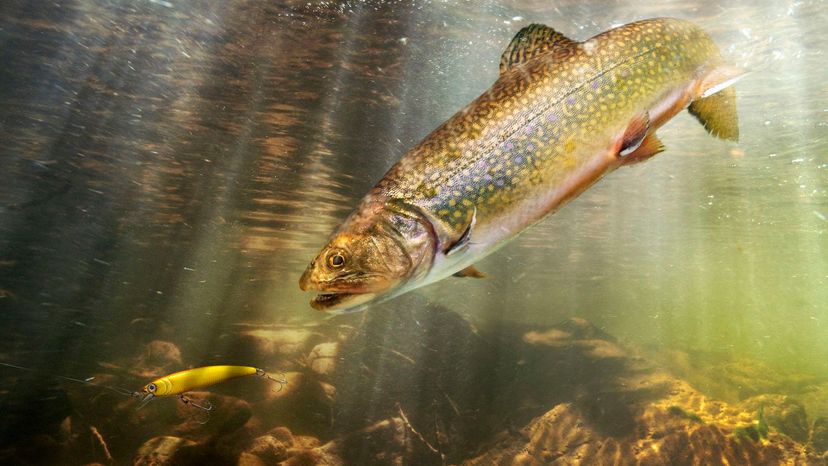 The Ultimate Trout Spawning Quiz