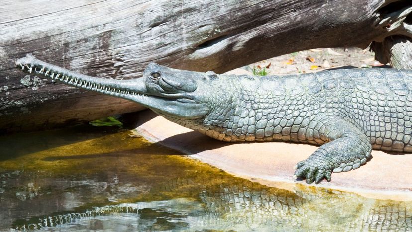 Gharial