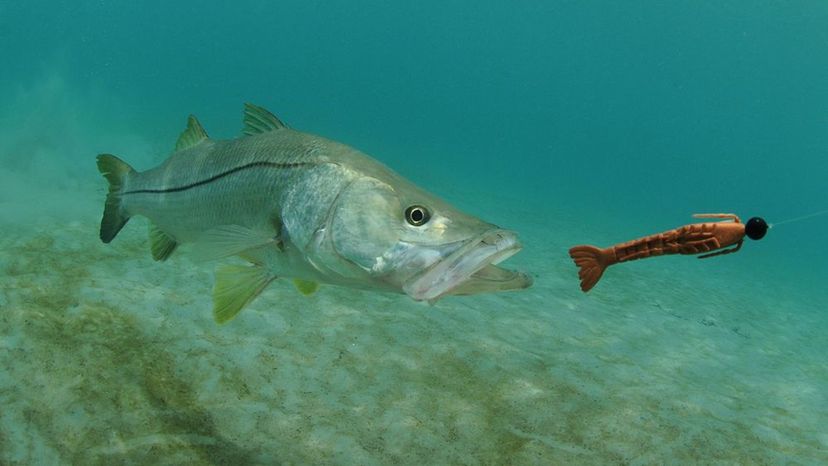 ATLANTIC SNOOK