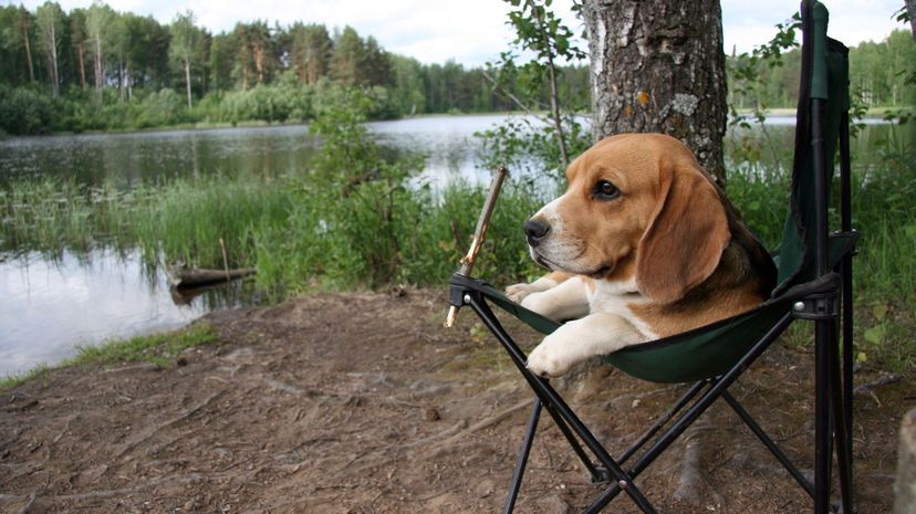 Beagle at a lake