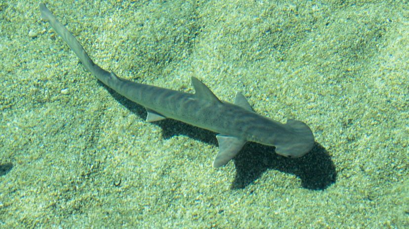 Bonnethead shark