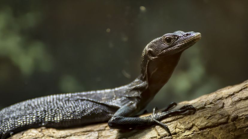 Black Tree Monitor