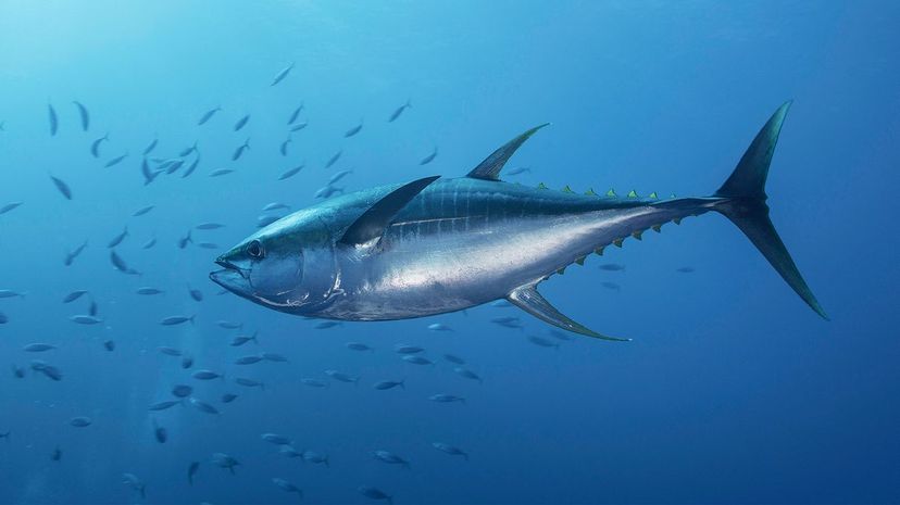 Yellowfin tuna