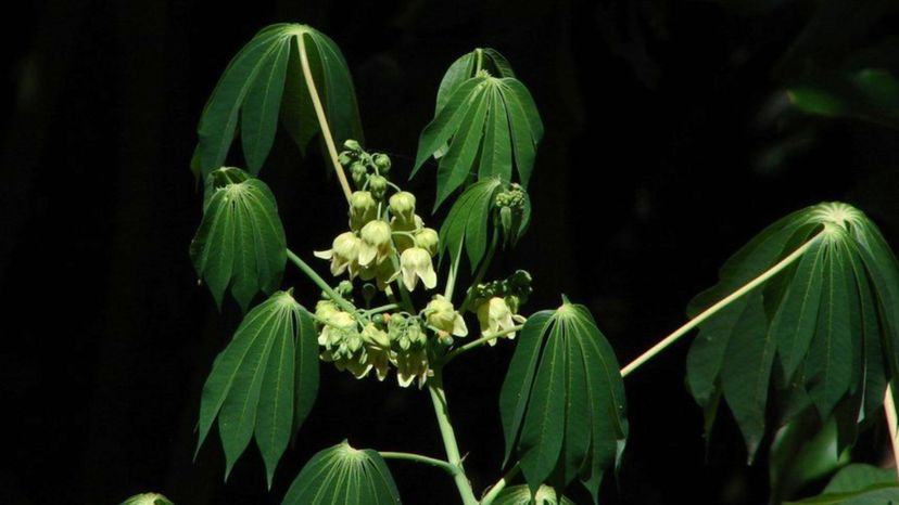 Cassava (manihot esculenta)