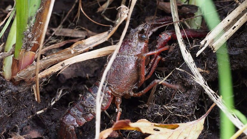 Red_Swamp_Crawfish