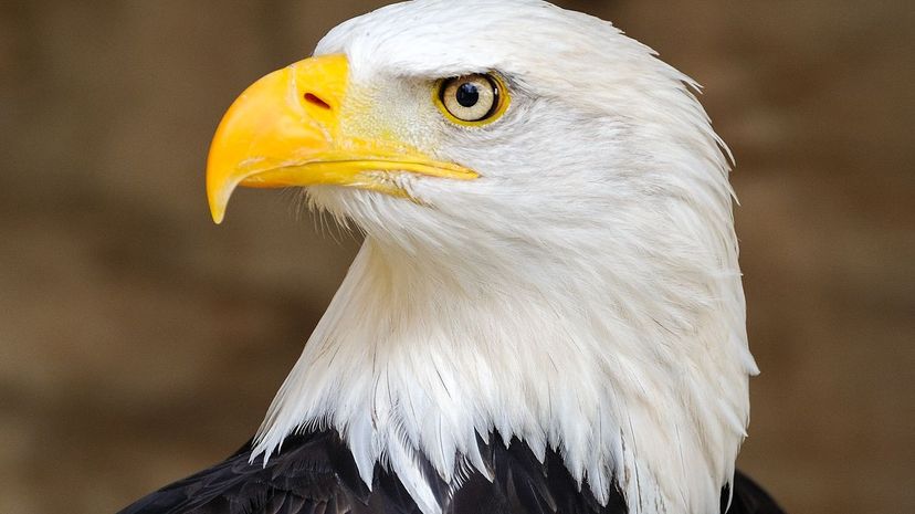 38-Bald_Eagle_Portrait＂border=