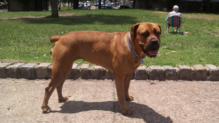 Boerboel