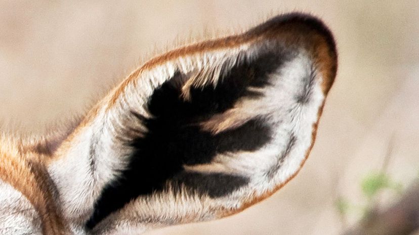 Can You Identify This Animal by Its Ears?