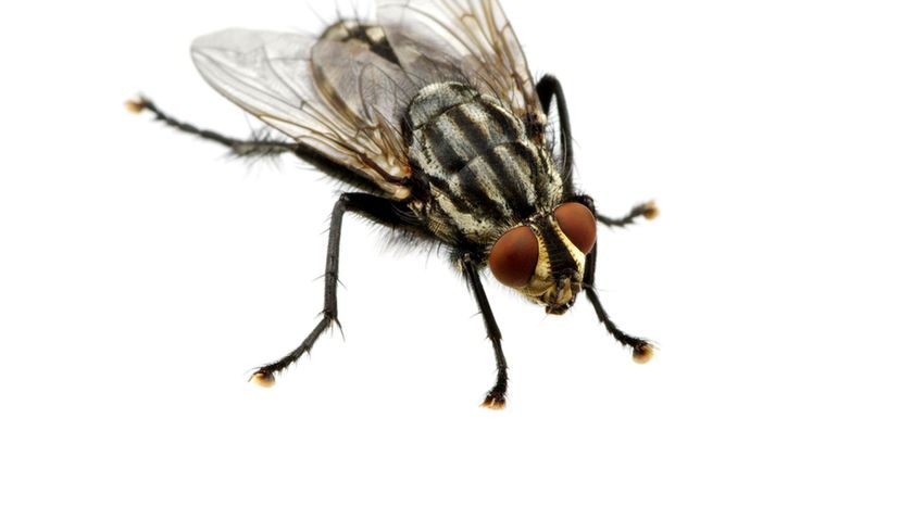 House Fly