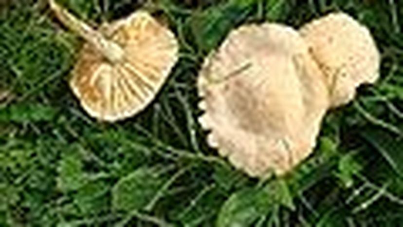 Marasmius_oreades