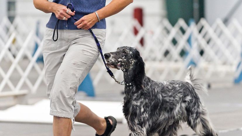 English Setter