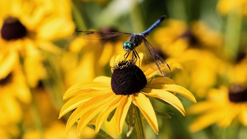 11 Black-Eyed Susan