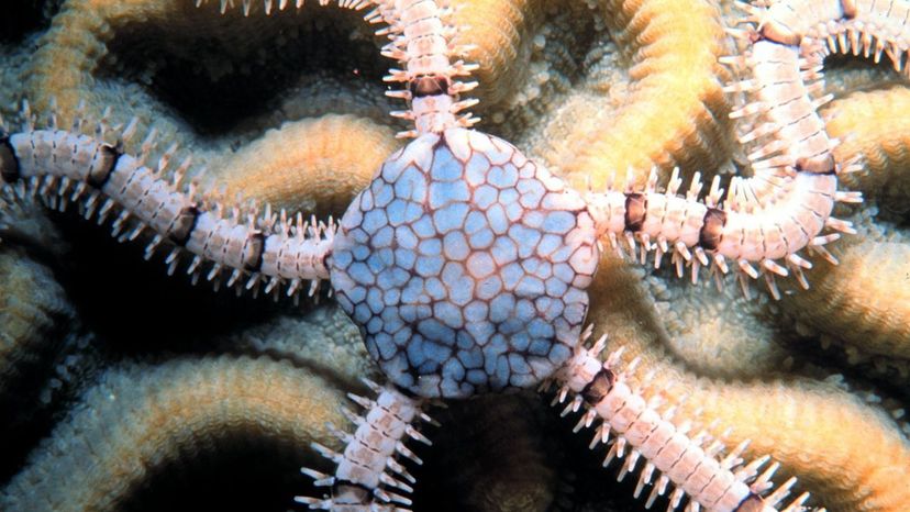 Brittle Star