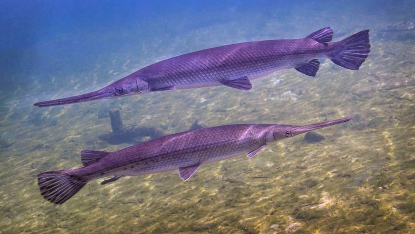 Alligator gar