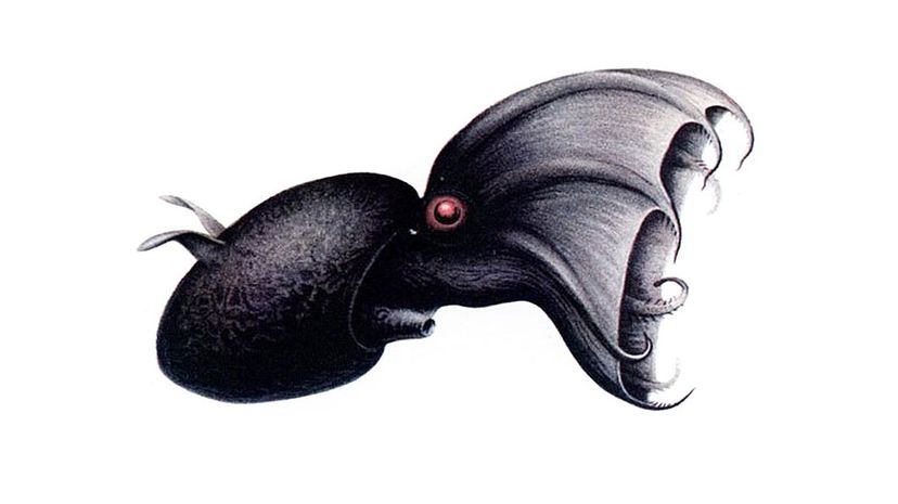 Vampire squid