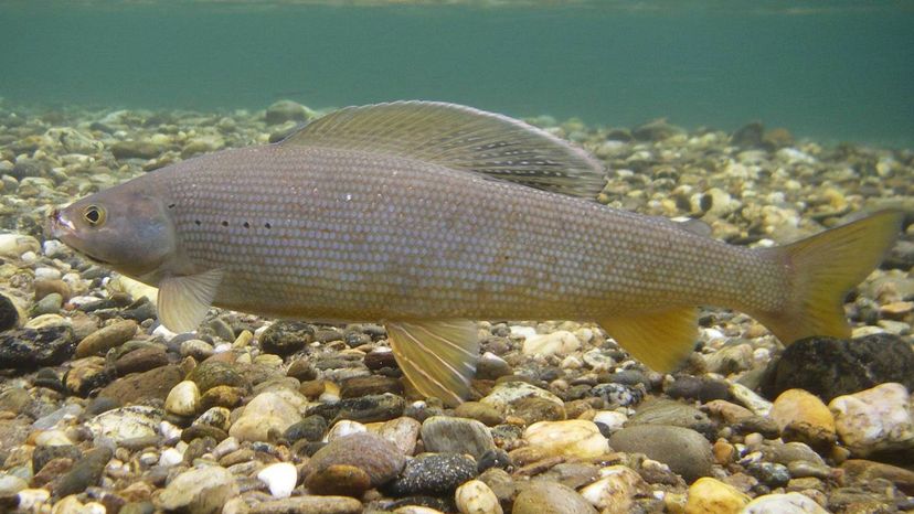 Arctic grayling