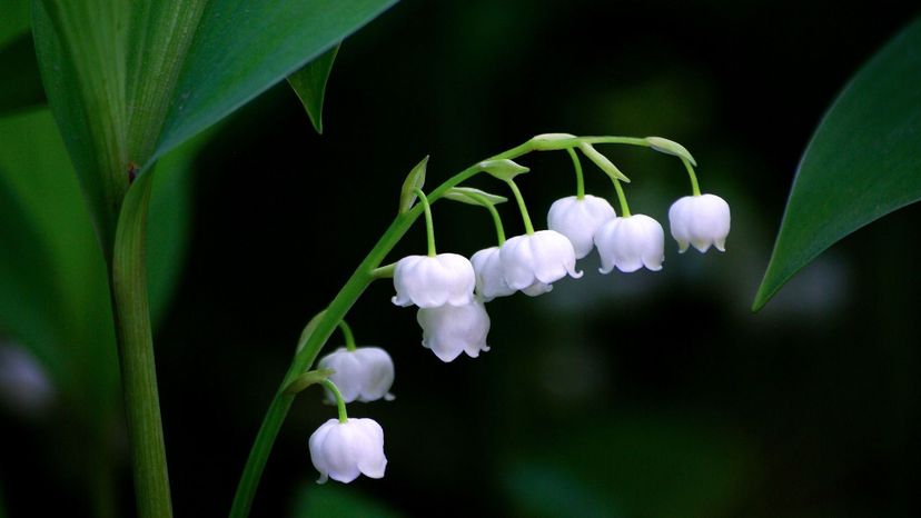 Lily of the valley