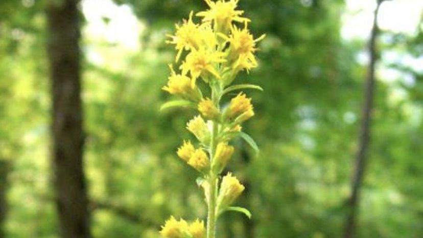 Showy Goldenrod