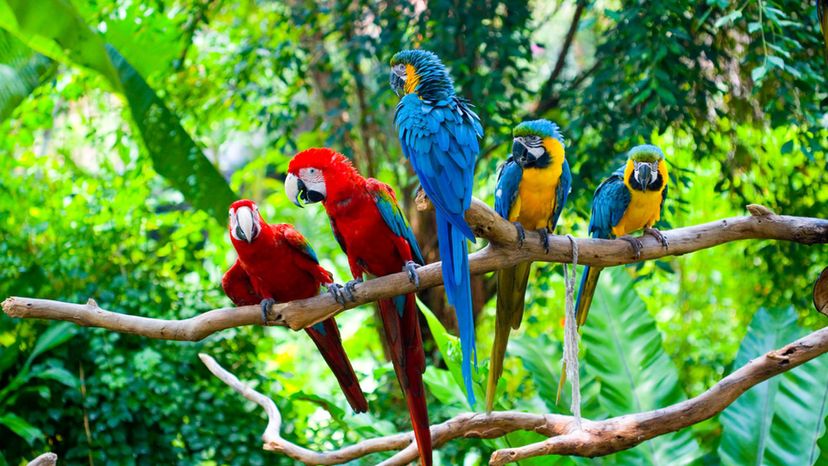 Parrot - rainforest