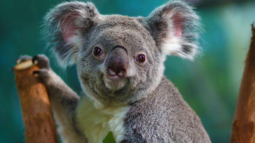 Koala