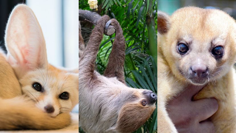 Which Exotic Pet Should be Your Companion?