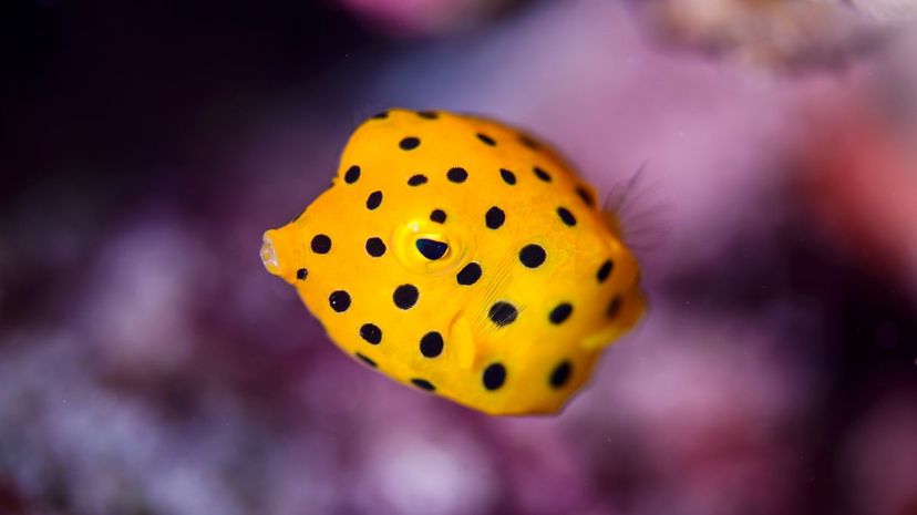 Yellow boxfish
