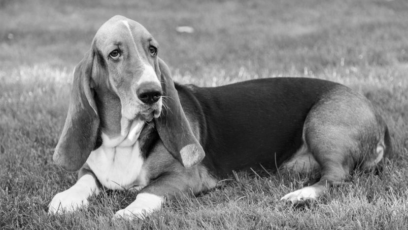 Basset Hound