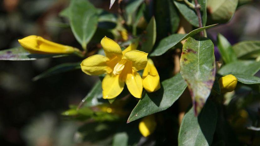 Yellow jessamine