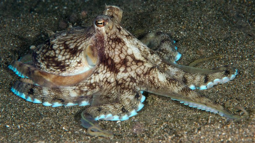 13 octopus